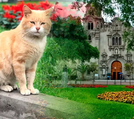 Parque Kennedy, tour por Miraflores