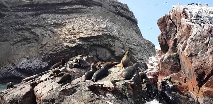Lobos marinos en la islas ballestas