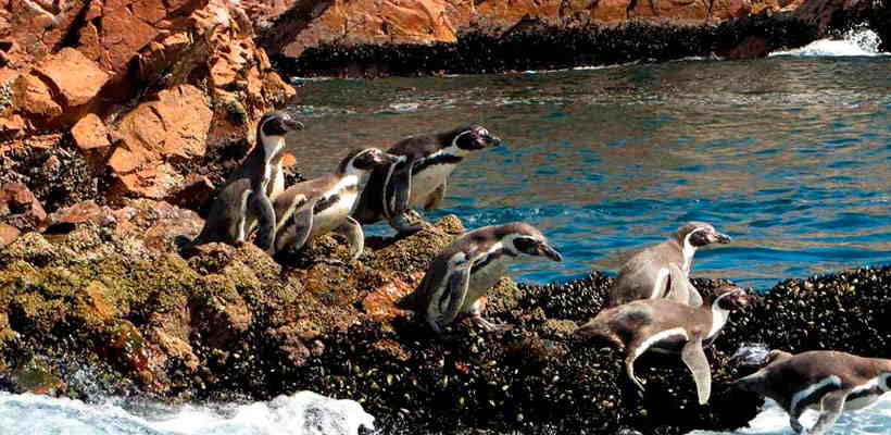 Conoce los pinguinos de humboldt