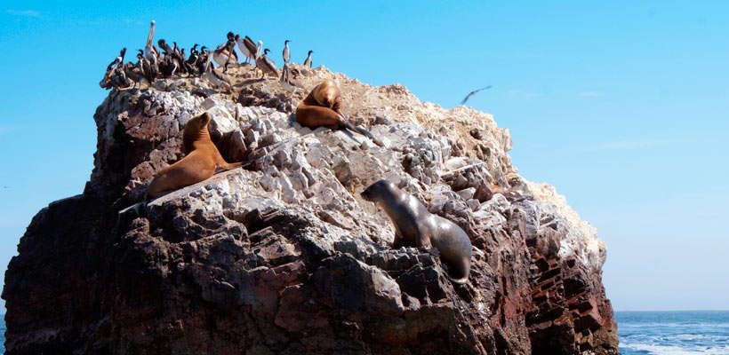 Tome fotografías de las aves guaneras y lobos marinos en viajes a paracas por lima tour